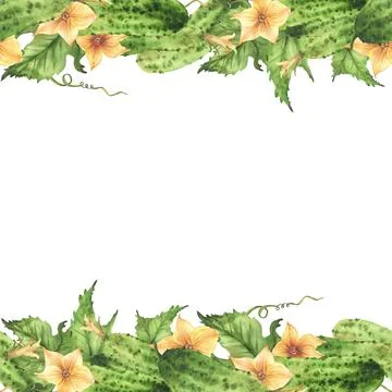 Cucumbers seamless border frame with flowers, leaves, buds and curling plant Stock Illustration