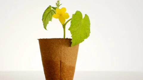 Cucumbers seedlings close-up in a peat pot on a light background. Stock Footage 167814265