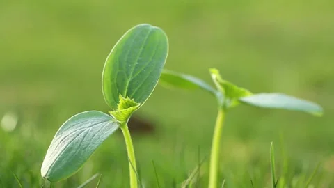 Cucumbers seedlings in peat tablets in a spring garden.Growing  vegetables. Video stock 168237701