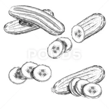 How to Draw a Cucumber - Really Easy Drawing Tutorial