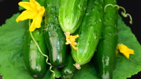 Cucumbers on a sheet with flowers Stock Footage 61459550