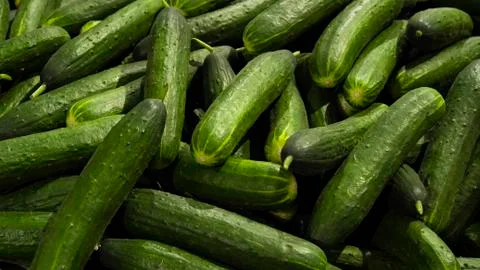 Cucumbers in the store. A large pile of cucumbers, background. Stock Photos