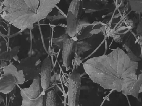 Cucumbers on vine Stock Footage 229022350