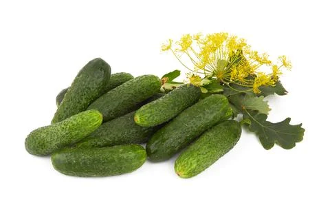 Cucumbers on a white background Stock-Fotos