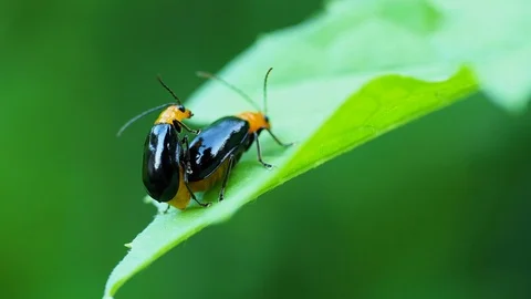 Cucurbit leaf beetle Stock Footage 106225219