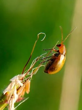 Cucurbit Stock Photos