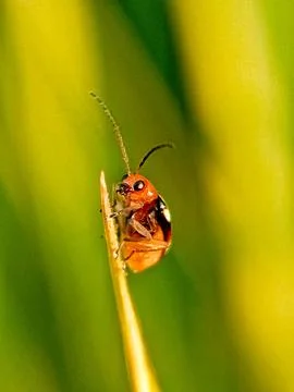 Cucurbit Stock Photos