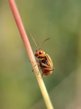 Cucurbit Stock Photos