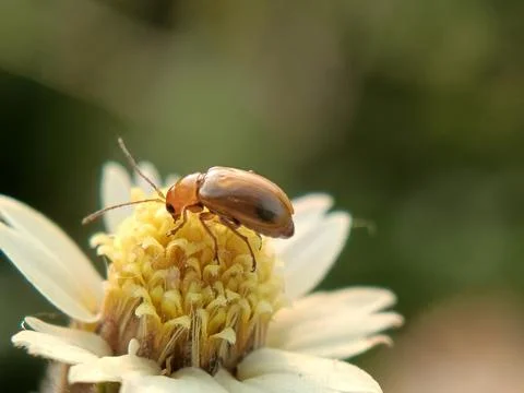 Cucurbit Stock Photos