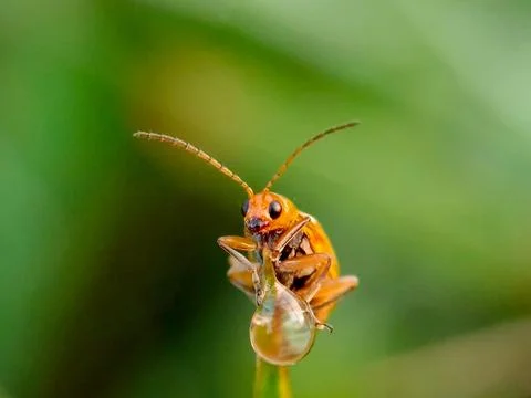 Cucurbit is taking bath Stock Photos