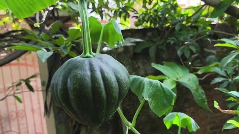 Cucurbita maxima Stock Footage 329495390