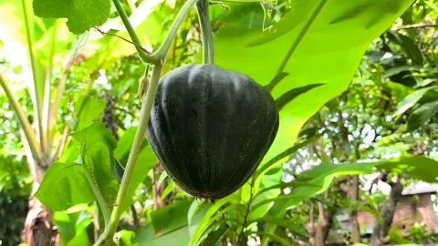 Cucurbita maxima 库存影片 329495467