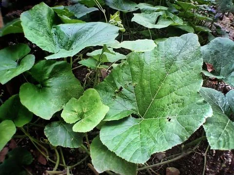 Cucurbita maxima Stock Photos