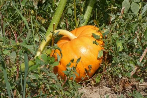 Cucurbita maxima Stock Photos