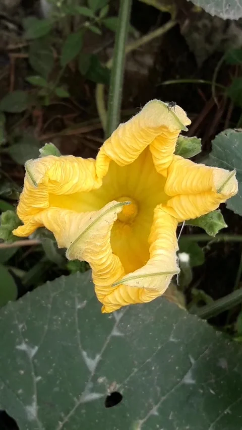 Cucurbita, pumpkin flower with tree on the ground. Stock Footage 144551441