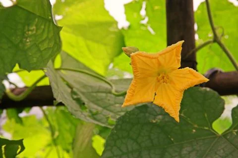 Cucurbits flower Stock Photos