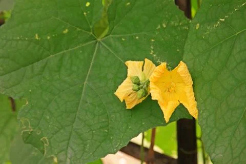 Cucurbits flower Stock Photos