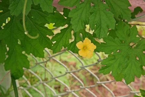 Cucurbits flower Stock Photos