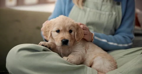 Cuddle, dog and hands of pet owner on sofa in living room of home for bonding or Vídeos de archivo 312789290