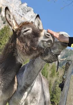 Cuddle a donkey Stock Photos