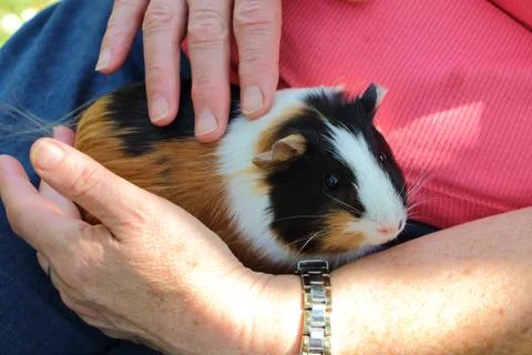 To cuddle a Guinea pig Stock Photos