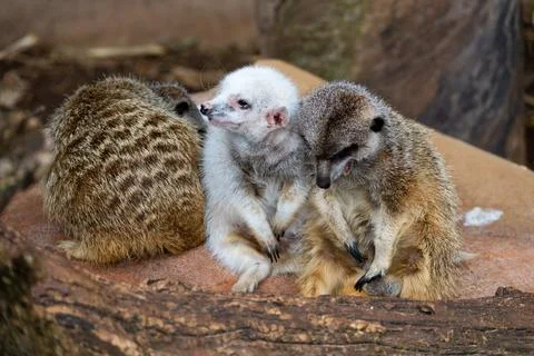 Cuddle Huddle of Meerkats Stock Photos