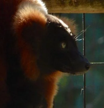 Cuddles Stock Photos