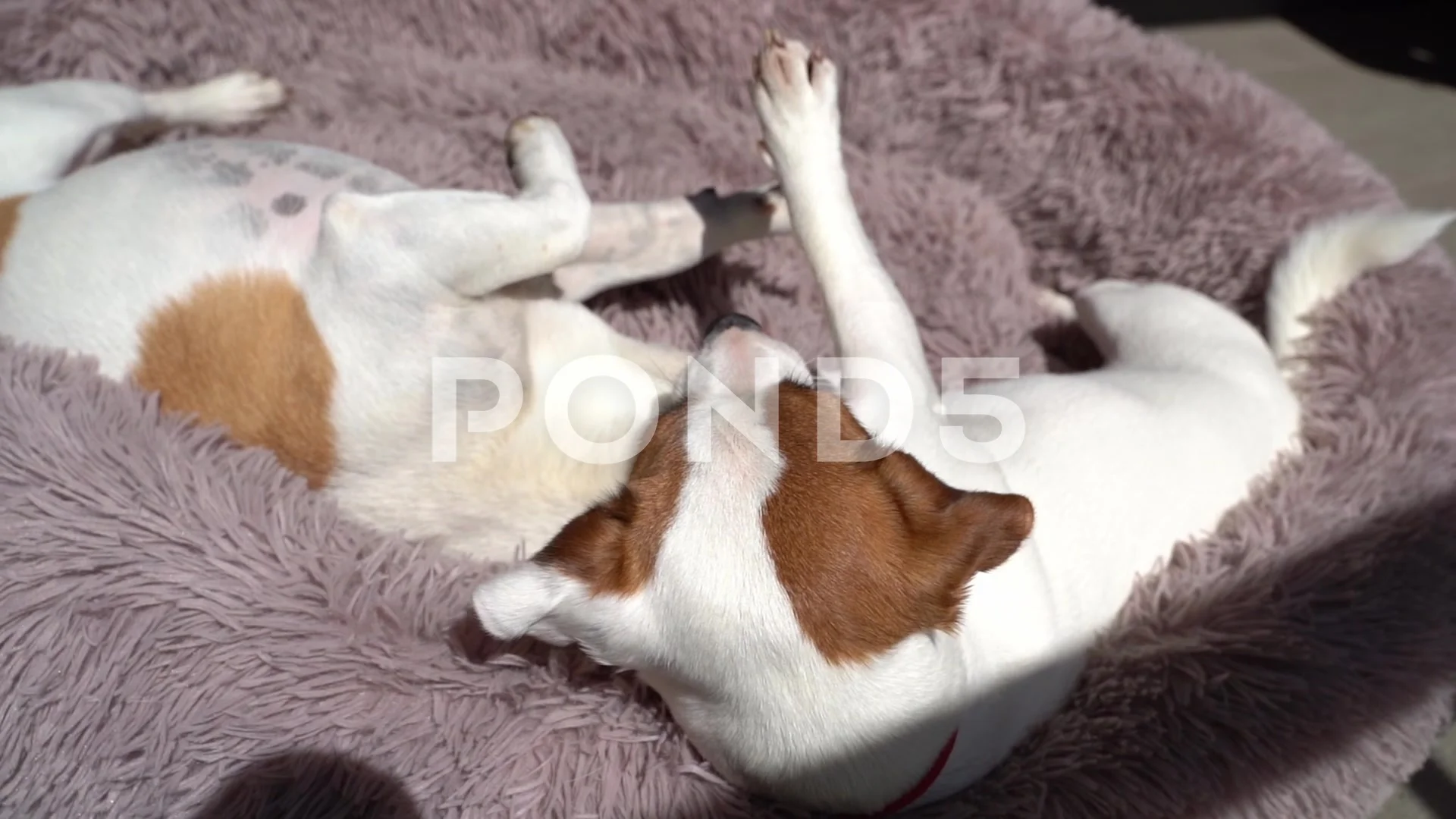 Cuddling dogs playing game friendship top view slow motion