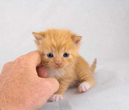 Cuddling a kitten Stock Photos
