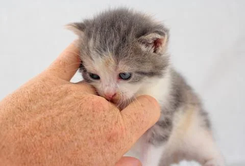 Cuddling a kitten Stock Photos
