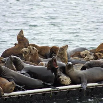 Cuddling Stock Photos