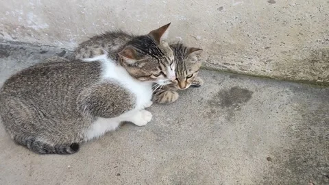 Cuddling Tabby Cats Sharing Affection Outdoors Stock Footage 322553846
