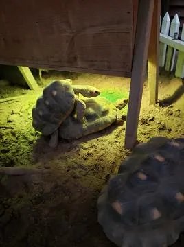 Cuddling Turtles Foto stock