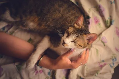 Cuddly cat lying in a bed, being petted by a female hand. High angle shot. Stock Photos