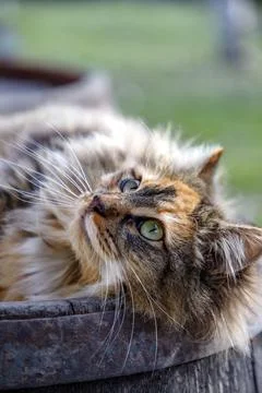 Cuddly cat Stock Photos