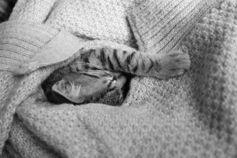 The cuddly cat is sleeping Foto stock