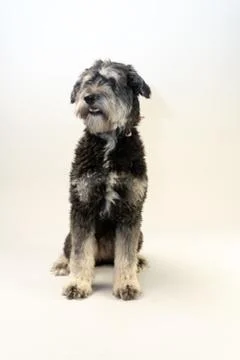 Cuddly dog Fotos Stock