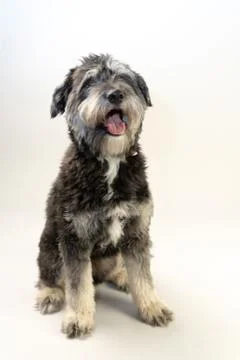 Cuddly dog Fotos Stock