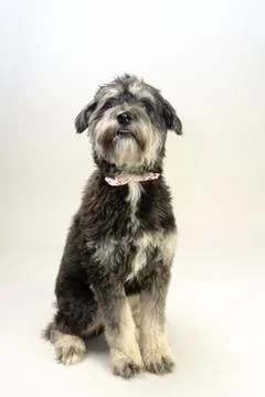 Cuddly dog Fotos Stock