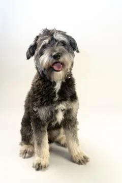 Cuddly dog Fotos Stock