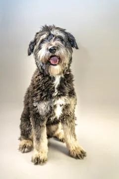 Cuddly dog Fotos Stock