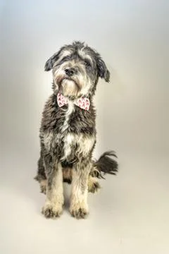 Cuddly dog Stock-Fotos