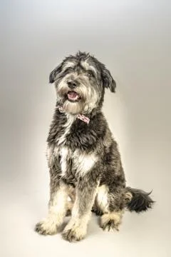 Cuddly dog Stock-Fotos