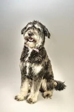 Cuddly dog Stock-Fotos