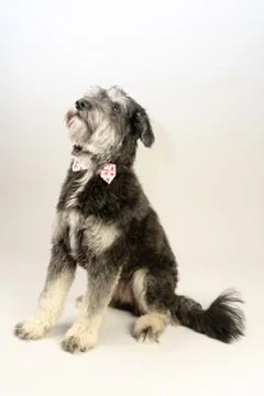 Cuddly dog Stock-Fotos