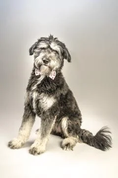 Cuddly dog Fotos Stock