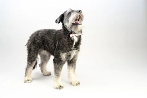 Cuddly dog Fotos Stock