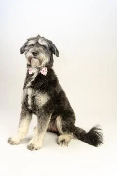 Cuddly dog Fotos Stock