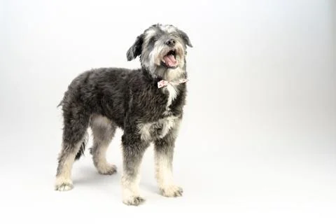 Cuddly dog Fotos Stock