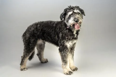 Cuddly dog Fotos Stock